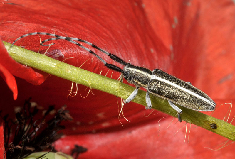 Cerambycidae dalla Sardegna: Agapanthia cardui